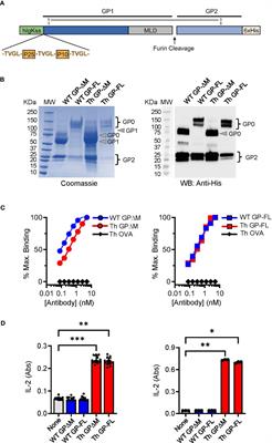 A viral vaccine design harnessing prior BCG immunization confers protection against Ebola virus